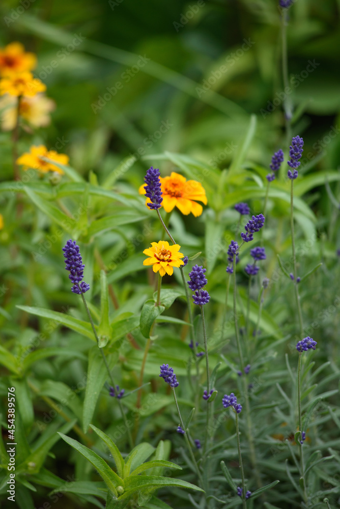Lavender flowers close-up on a flower bed Lavender flowers close-up on a flower bed