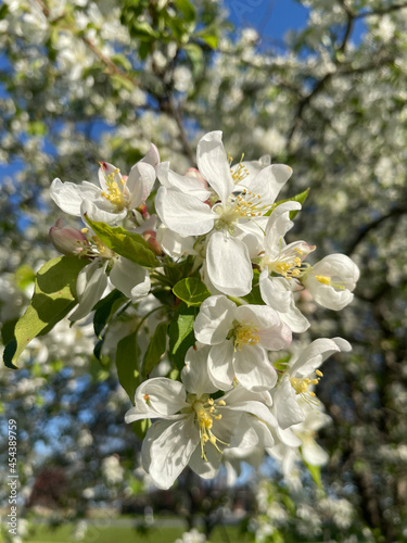 Apple Blossoms flowers
