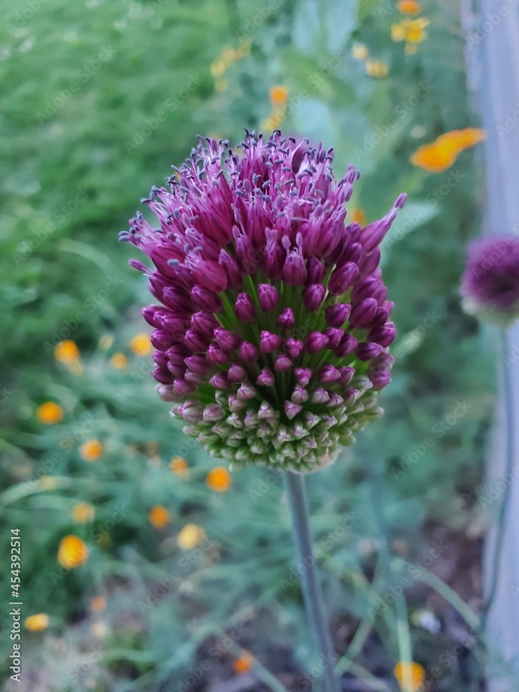 Obraz premium purple and yellow flower