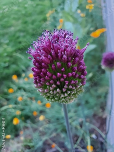 purple and yellow flower