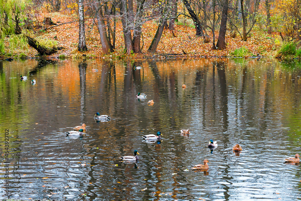 Scenic bright landscape golden multicolored autumn, fall. Mallard wild ducks birds swimming pond, river lake surface. Beautiful october november nature outdoor, animal life