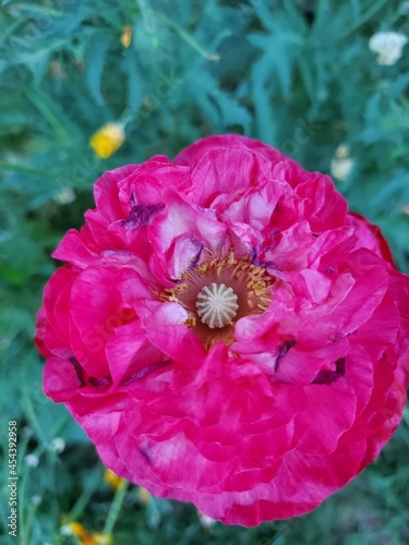 red poppy flower