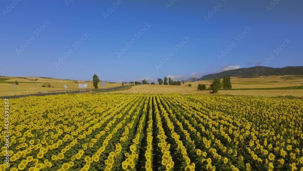 Road sign in a sunflower field Large-scale cultivation of sunflowers in a sunny environment. T You can see the detail of the sunflowers moving with the air and the lines of the crop. Road sign in a sunflower field Large-scale cultivation of sunflowers in a sunny environment. T You can see the detail of the sunflowers moving with the air and the lines of the crop.
