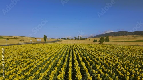 Road sign in a sunflower field Large-scale cultivation of sunflowers in a sunny environment. T You can see the detail of the sunflowers moving with the air and the lines of the crop.