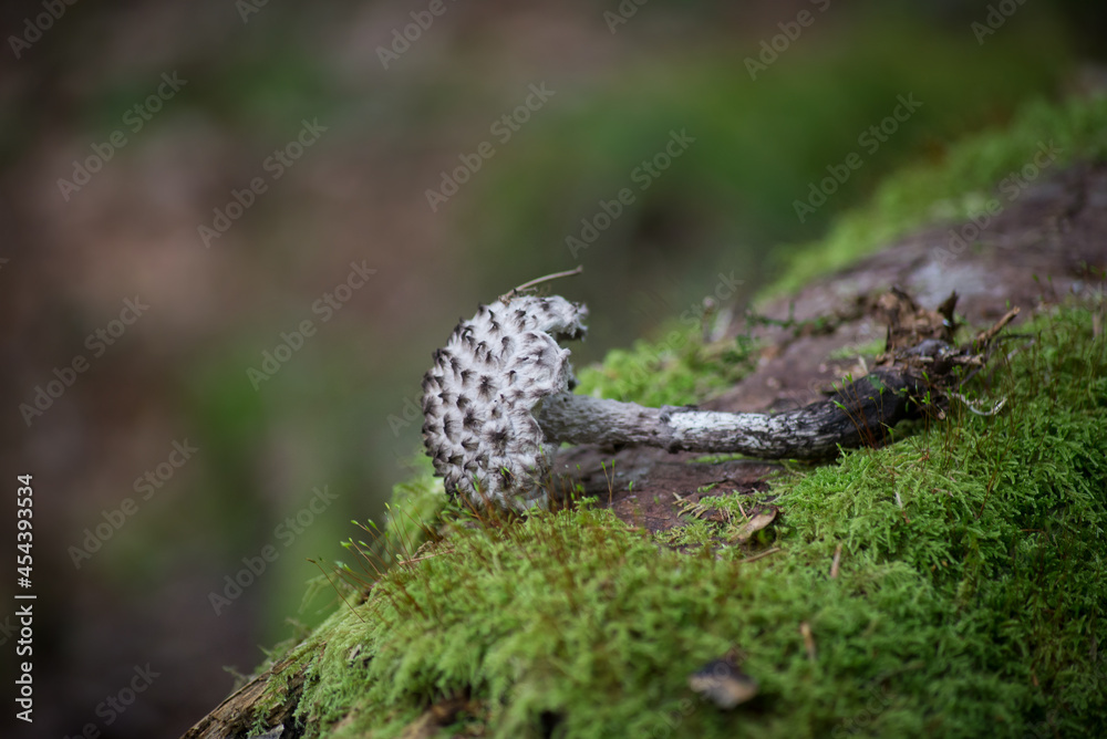 Closeup of black coprinus mushrooms in a forest Closeup of black coprinus mushrooms in a forest