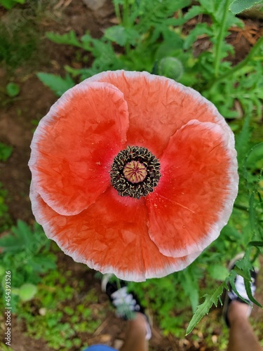 red poppy flower