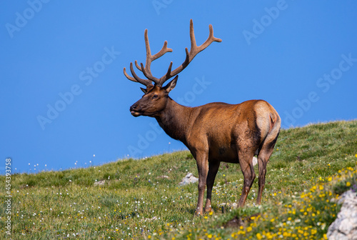 Photography Elk Colorado
