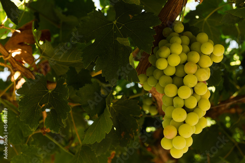 Ripe juicy green grapes in ...