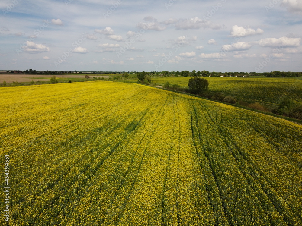 Picturesque rapeseed field under the blue sky. Farmland covered with flowering rapeseed, aerial view.