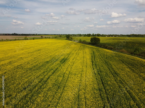 Picturesque rapeseed field under the blue sky. Farmland covered with flowering rapeseed, aerial view.