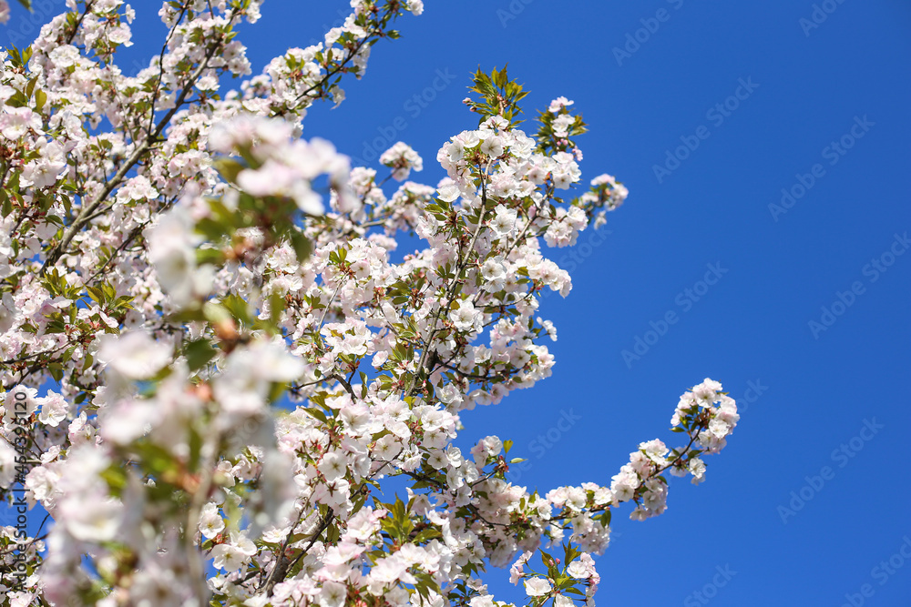 Beautiful white Cherry Blossom Sakura flowers blooming on a city park. Beautiful white Cherry Blossom Sakura flowers blooming on a city park.