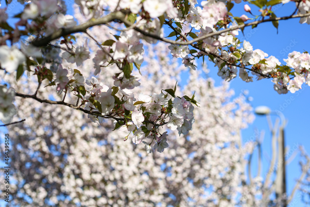 Obraz premium Beautiful white Cherry Blossom Sakura flowers blooming on a city park.