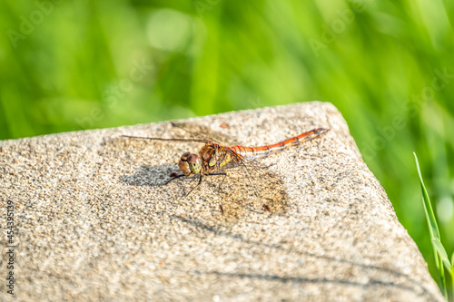 Close up of Common Darter dragonfly - sympetrum striolatum - in County Donegal - Ireland.