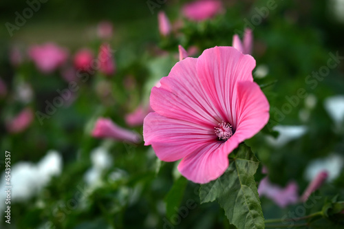 Flowers of the Queen's pink lavatera close-up © Lushchikov Valeriy