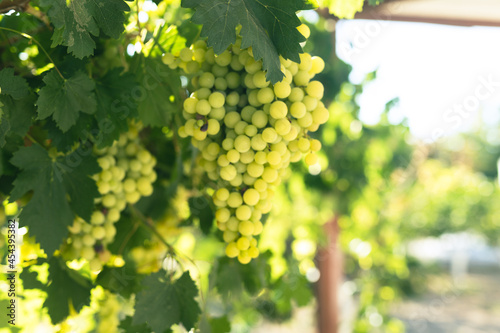 Ripe juicy green grapes in ...