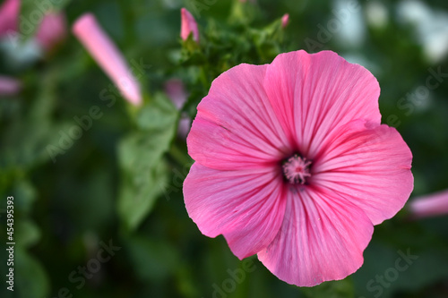 Flowers of the Queen's pink lavatera close-up © Lushchikov Valeriy