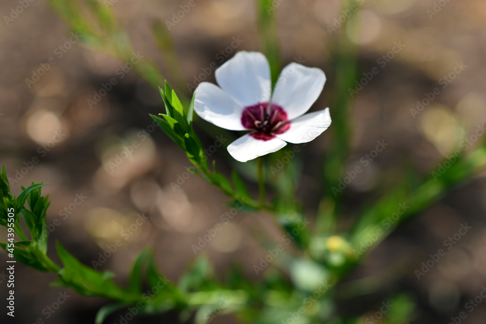 Flowers of red and white field flax close up Flowers of red and white field flax close up