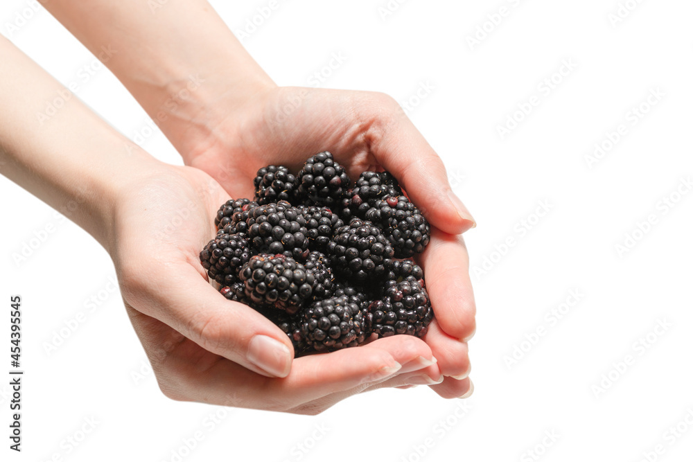 Blackberry kept in hands isolated on white background. Blackberry kept in hands isolated on white background.