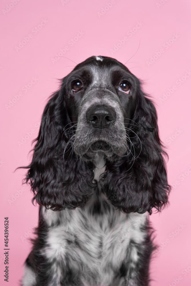 Full body portrait of a cute English cocker spaniel sitting looking at the camera isolated on a pink background