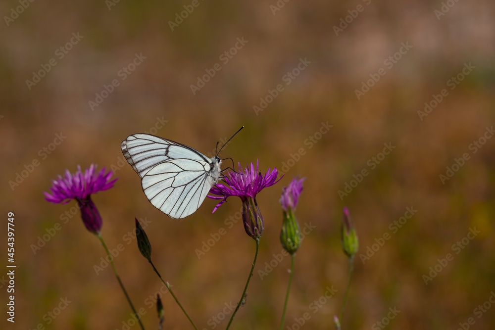 Naklejka premium butterfly feeding on purple flower, Black-veined White - Aporia crataegi