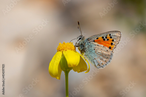 A butterfly feeding with its antennae on a yellow flower, Tomares nesimachus photo