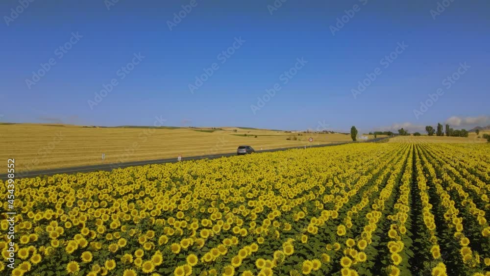 Car on a road through a field of sunflowers. Large-scale cultivation of sunflowers in a sunny environment. You can see the detail of the sunflowers moving with the air. Car on a road through a field of sunflowers. Large-scale cultivation of sunflowers in a sunny environment. You can see the detail of the sunflowers moving with the air.