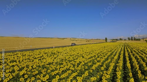 Car on a road through a field of sunflowers. Large-scale cultivation of sunflowers in a sunny environment. You can see the detail of the sunflowers moving with the air.