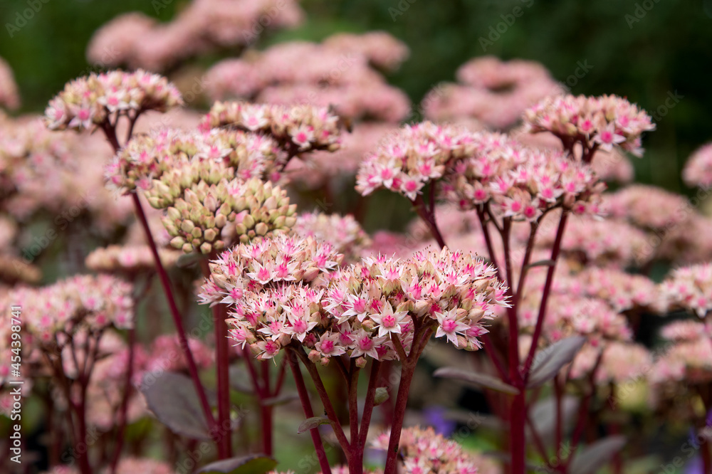 Stonecrop (Sedum 'Matrona') millennium plant Stonecrop (Sedum 'Matrona') millennium plant