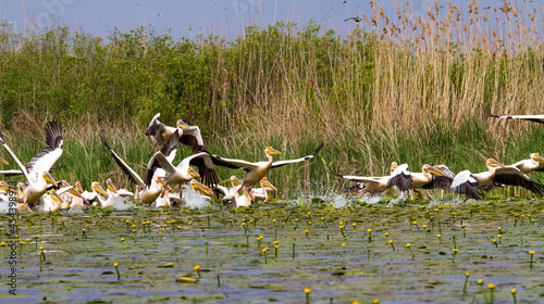 Pelicans in the Danube Delta, Romania