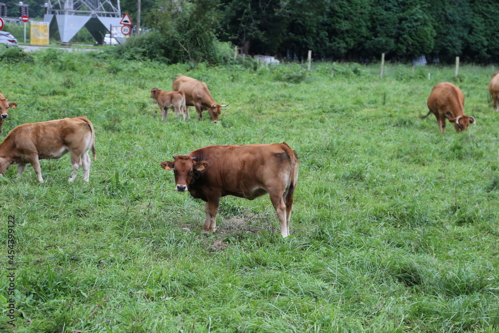 Vacas Vacas