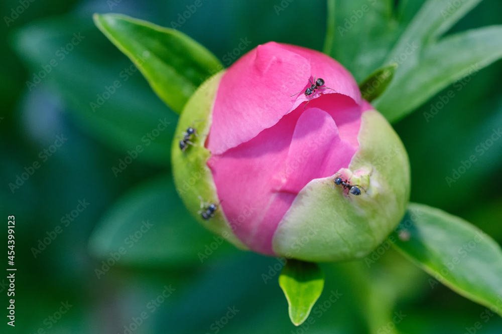 Pink flower peonies bloom in summer garden with ants on blurry background. Selective focus. Pink flower peonies bloom in summer garden with ants on blurry background. Selective focus.