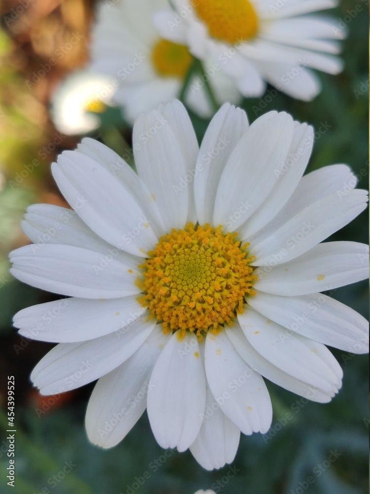 Fototapeta premium chamomile in the greenhouse