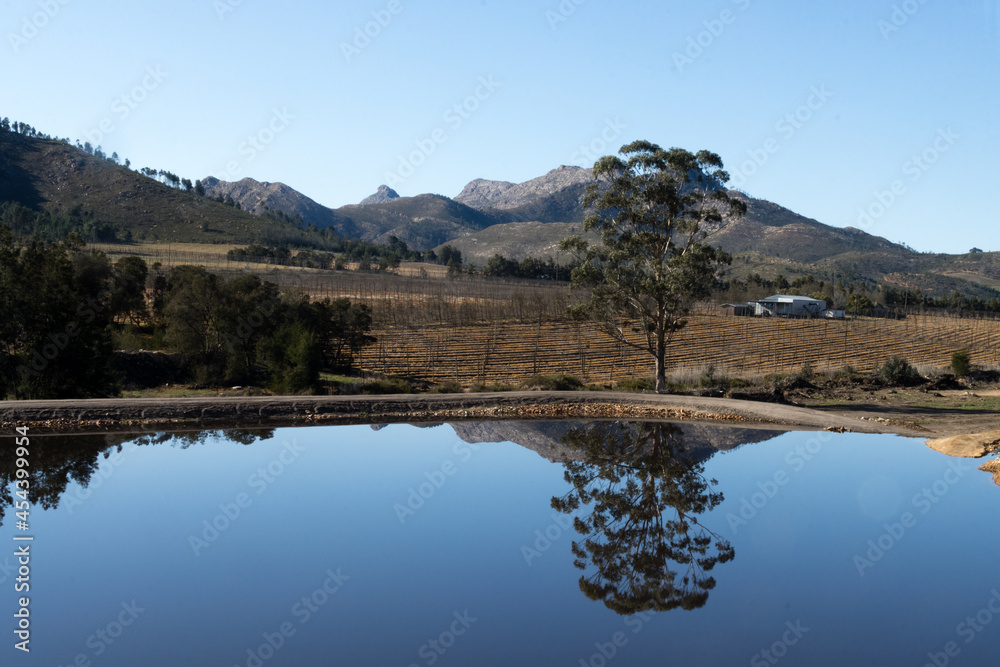 Tree reflected in dam at Waboomskraal South Africa