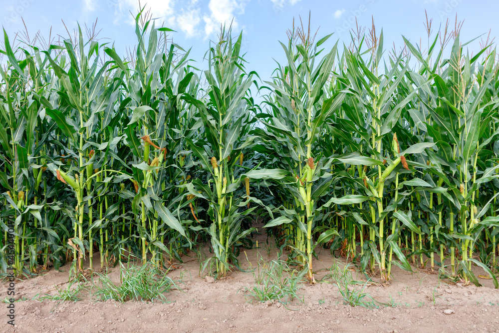 Slender corn stalks grow in even rows.