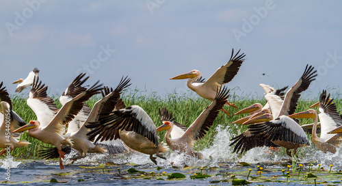 Pelicans in the Danube Delta