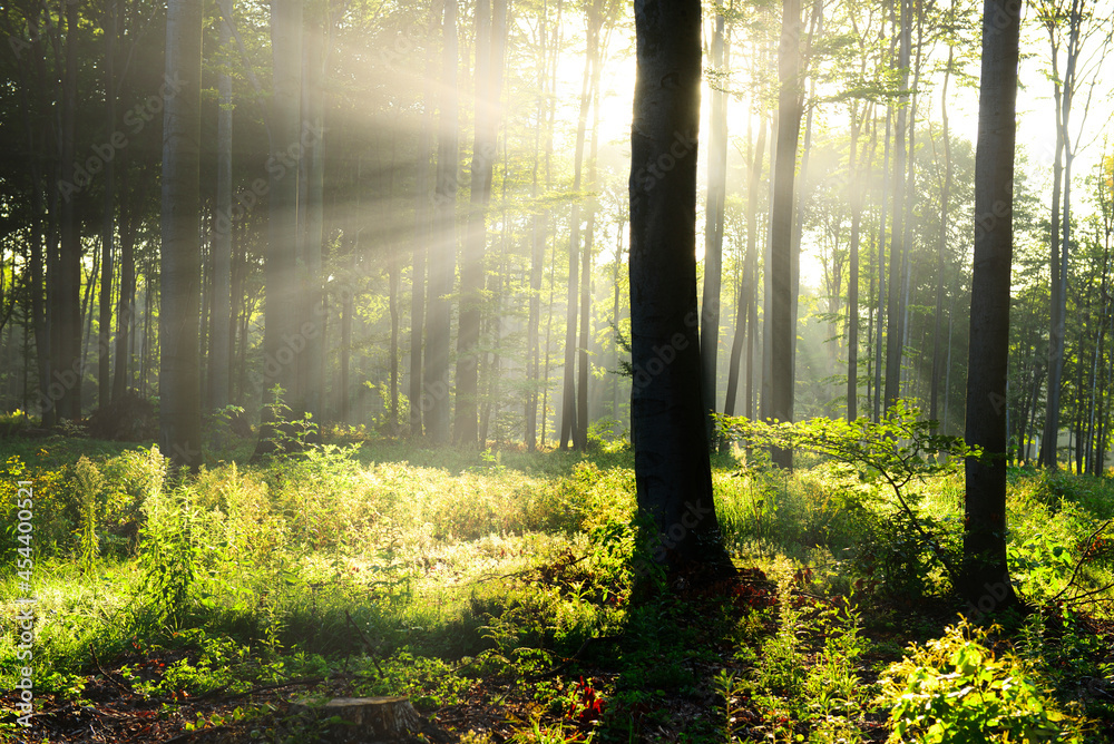 Fototapeta premium Beautiful morning in the forest