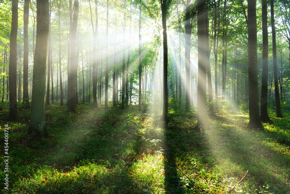 Obraz premium Beautiful morning in the forest