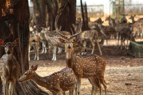 Herd of spotted deer family resting under tree in asian jungle