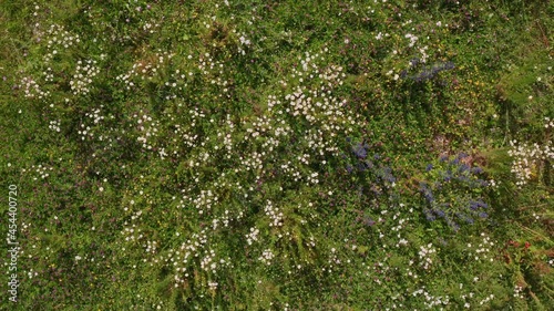 4K Aerial view of flowers in Elatia forest in Rhodope Greece photo