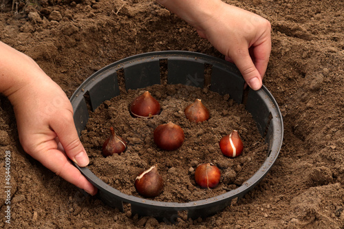 A farmer plants tulip bulbs. How to plant tulip bulbs in the open ground in autumn or spring. Top view of the plastic container for planting tulips #454400928