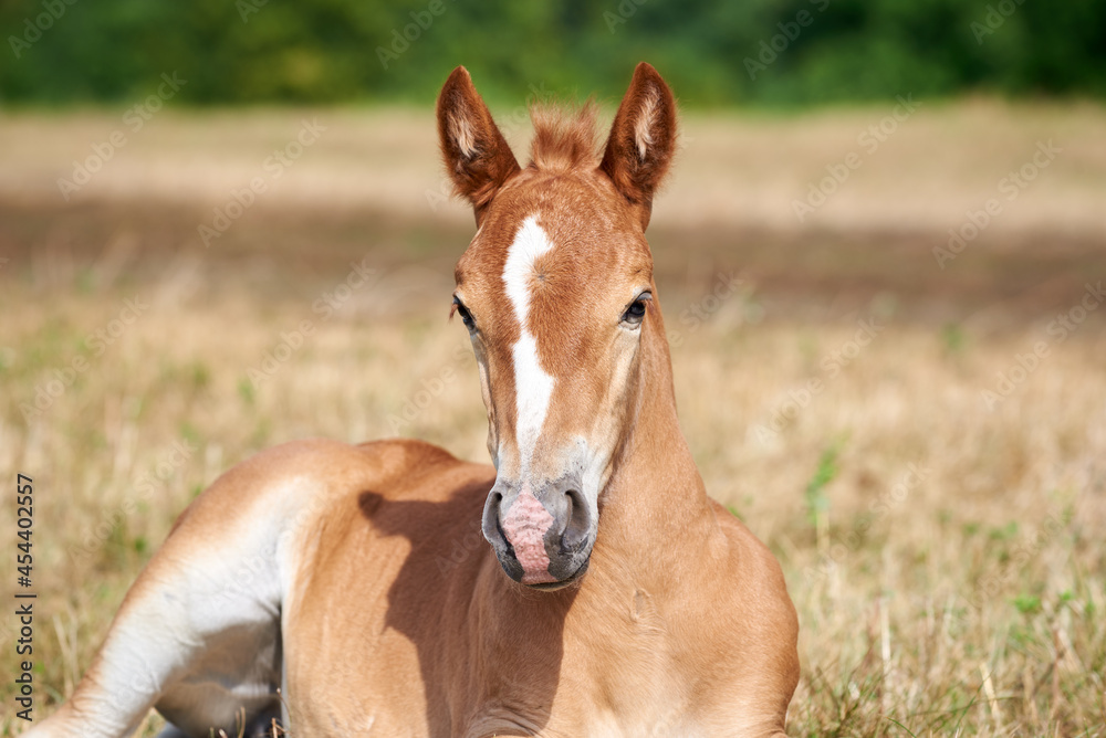 Fototapeta premium Portrait of a cute chestnut foal with a white stripe on the forehead lying on the grass