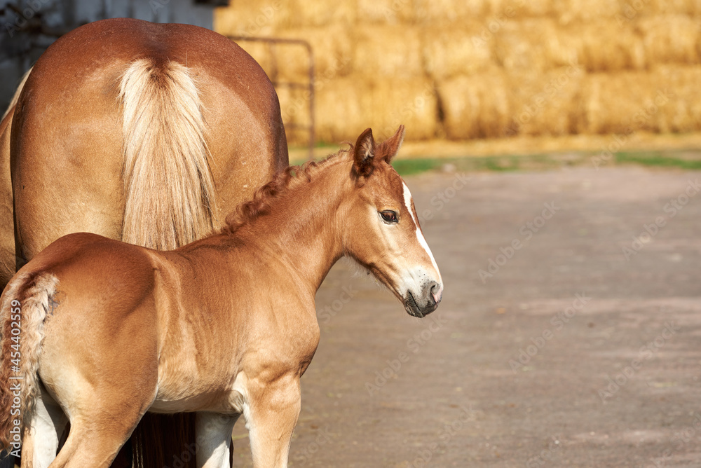 Obraz premium Portrait of a chestnut foal with a white stripe on the background of a mare and rolls of straw