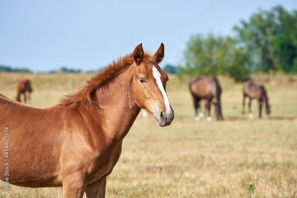 Portrait of a chestnut foal of a heavy draft breed with a white stripe on the forehead. Foal in the meadow in the herd looking at the camera