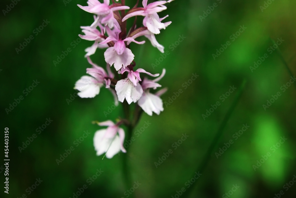 Purple flower on a background of natural vegetation, macro. Purple flower on a background of natural vegetation, macro.