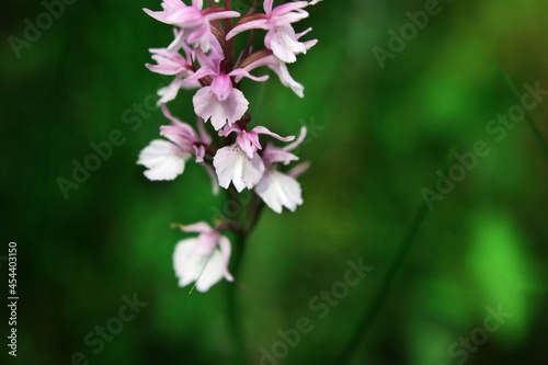 Purple flower on a background of natural vegetation  macro.