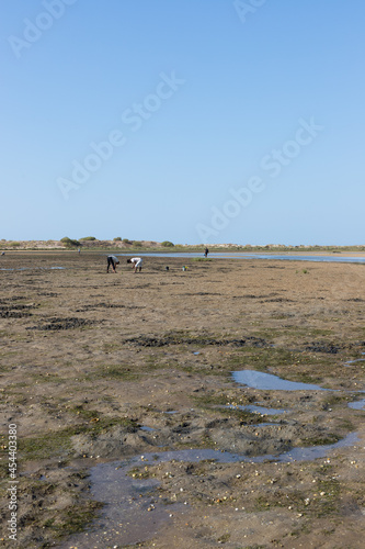 People picking clams in the Ria Formosa lagoon, Cacela Velha, Algarve