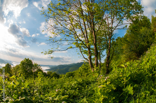 alpine pine in the landscapes of the mountains on a sunny day