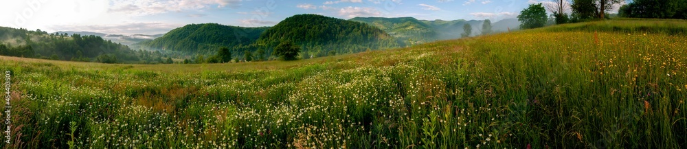 Panorama of wildflowers, daisies in the mountains
