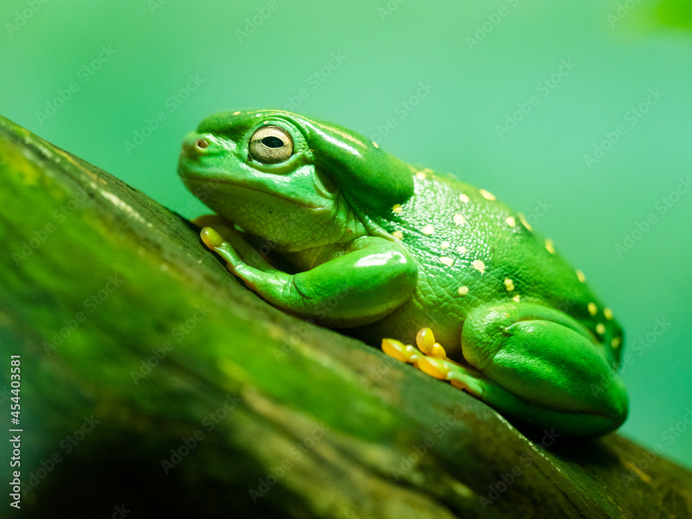 Lime green frog with yellow dots resting on a log. Profile view. Lime green frog with yellow dots resting on a log. Profile view.