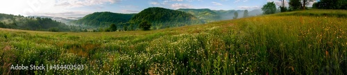 Fototapeta Naklejka Na Ścianę i Meble -  Panorama of wildflowers, daisies in the mountains